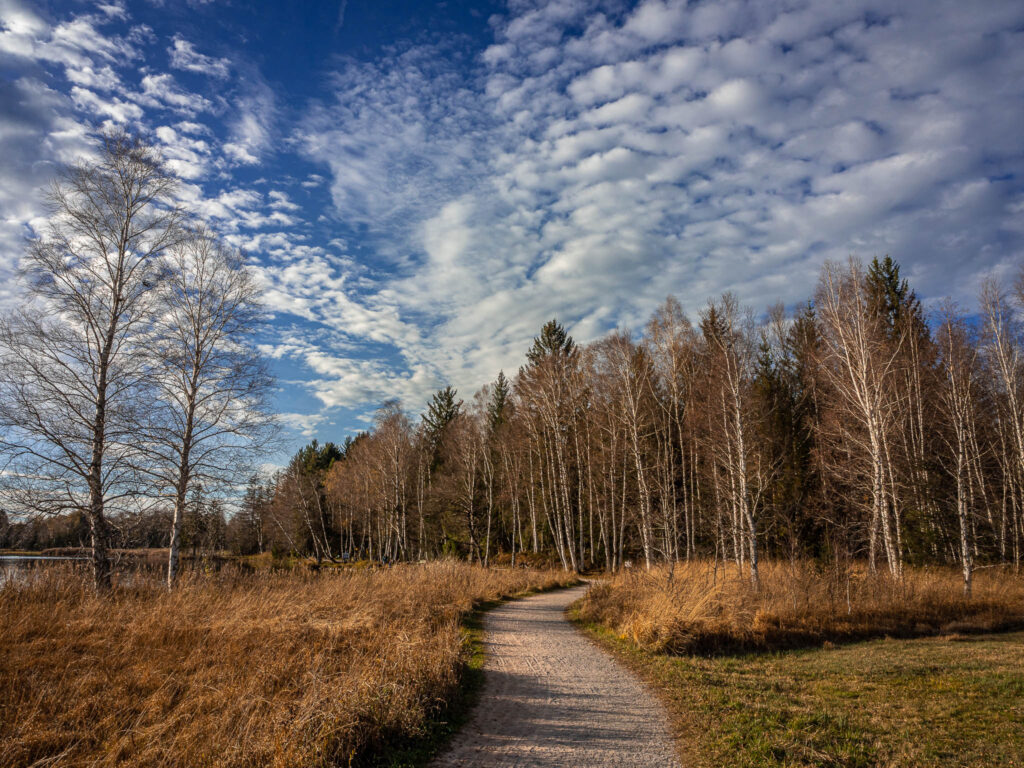 Ein Wanderweg, der am Bayersoiener See am Seeufer entlang führt. Der Weg führt durch das herbstbraune Gras an Birkenbäumen vorbei in den Wald hinein.